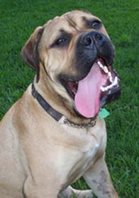 bullmastiff