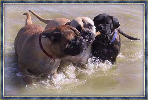 bullmastiff