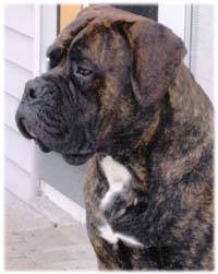 bullmastiff elisa