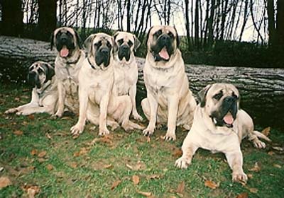 bullmastiff